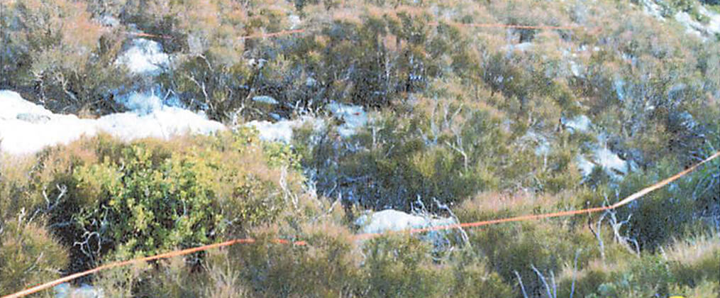 Bloodline Detectives - Die DNA der Täter