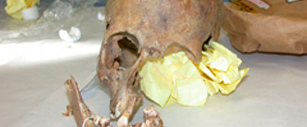 Cold Case Files