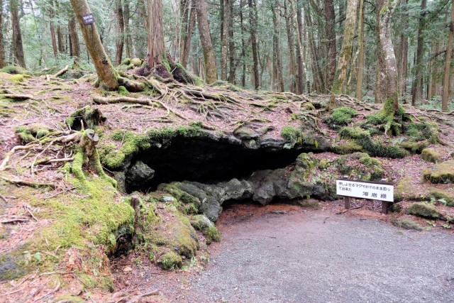 Der Wald von Aokigahara in Japan